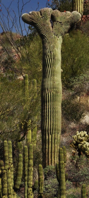 cactus personalities